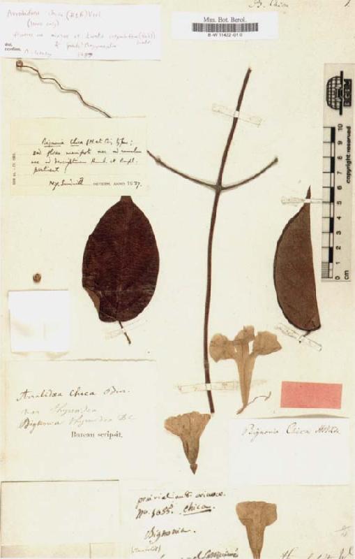 Alexander von Humboldt Bignonia chicagoensis Bureau oil painting image